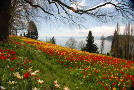 Ferienwohnung mit Blumenwiese und Blick auf Bodensee bei Konstanz